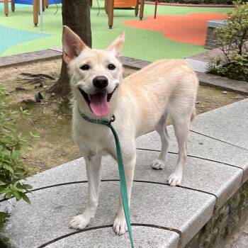 Rescue Jindo Dogs for Adoption in Johns Creek, Georgia - Evie | PetCurious