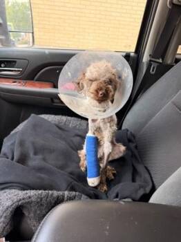 Emerson (in foster) -  Poodle and Mixed Breed Dog for Adoption in Fishers, Indiana - Emerson (in Foster) | PetCurious