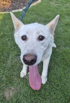 Pen 152 Margret -  Shepherd and Siberian Husky Dog Available for Adoption in Lawrenceville, Georgia - Pen 152 Margret | PetCurious