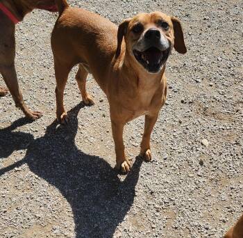 Boxer Dogs Available for Adoption in Berea, Kentucky - Hitchcock | PetCurious