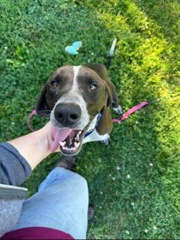 Sheriff Coltrane -  German Shorthaired Pointer and Hound Dog for Adoption in Williamsport, Pennsylvania - Sheriff Coltrane | PetCurious