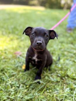 Hayden- Transport -  Mixed Breed Dog for Adoption in Gradyville, Kentucky - Hayden- Transport | PetCurious