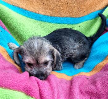 Yorkshire Terrier and Australian Terrier Dogs Available for Adoption in Missouri City, Texas - Talita WA14426-T LOCAL Adoption Event In Bellevue 5-24 | PetCurious