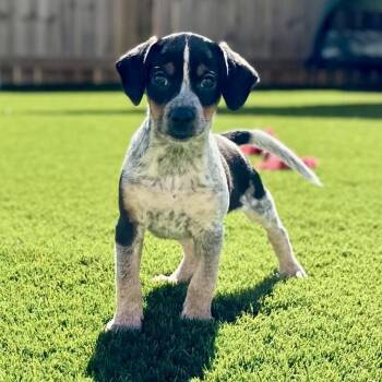 Bluey -  Jack Russell Terrier and Beagle Dog for Adoption in La Grange, Kentucky - Bluey | PetCurious