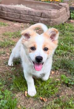 Corgi Dogs Available for Adoption in Columbia, Maryland - Rolie | PetCurious