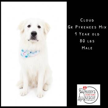 Cloud -  Great Pyrenees Dog for Adoption - Cloud | PetCurious