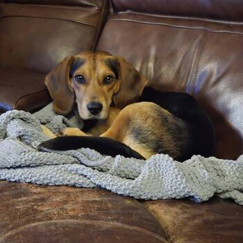 Beagle Dogs Available for Adoption in Roanoke, Virginia - Ranger | PetCurious