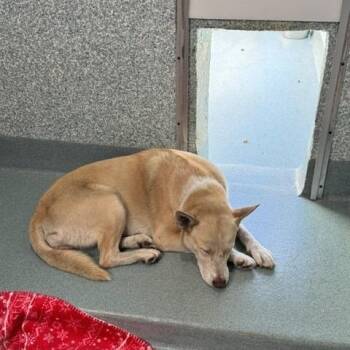 Winter -  Husky and Mixed Breed Dog for Adoption in Long Beach, California - Winter | PetCurious