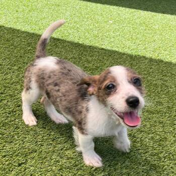 Malibu 9220 -  Schnauzer and Mixed Breed Dog for Adoption in Loxahatchee Groves, Florida - Malibu 9220 | PetCurious