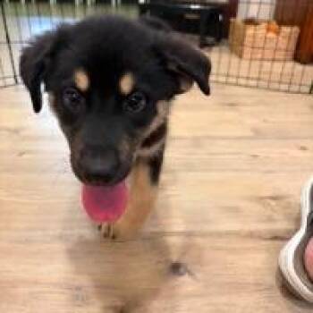 Bear -  Mixed Breed Dog for Adoption in Monticello, New York - Bear | PetCurious