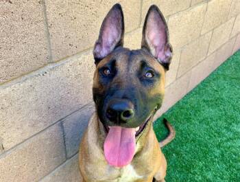 RAMBO -  Belgian Shepherd Malinois and Mixed Breed Dog for Adoption in Moreno Valley, California - RAMBO | PetCurious