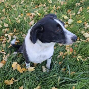 Labrador Retriever Dogs Available for Adoption - Tequilla | PetCurious