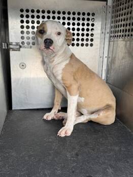 ANNA -  Pit Bull Terrier and Mixed Breed Dog for Adoption in Corpus Christi, Texas - ANNA | PetCurious
