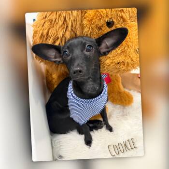 Cookie -  Chihuahua Dog for Adoption in Fredericksburg, Virginia - Cookie | PetCurious