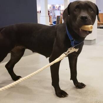 Pit Bull Terrier and Mixed Breed Dogs Available for Adoption - Isabelle | PetCurious