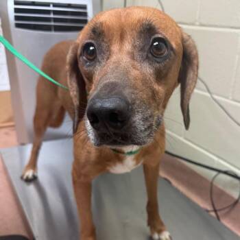 Tooty 9494 -  Mixed Breed Dog for Adoption in Columbus, Georgia - Tooty 9494 | PetCurious