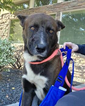 Henry -  Shepherd Dog for Adoption in Kennewick, Washington - Henry | PetCurious