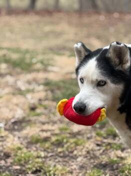 Siberian Husky Dogs Available for Adoption in Stuart, Virginia - Mozzy | PetCurious