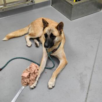 Mixed Breed Dogs Available for Adoption in Columbus, Georgia - 05/29/2026-Stray-AshlandAvenue | PetCurious