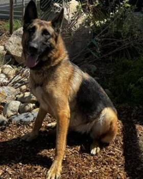 LIZZY -  German Shepherd Dog Dog for Adoption in Lathrop, California - LIZZY | PetCurious