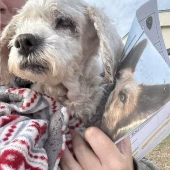 Dolly- Blind senior hoping to be your girl -  Shih Tzu Dog for Adoption in Conway, South Carolina - Dolly- Blind Senior Hoping To Be Your Girl | PetCurious