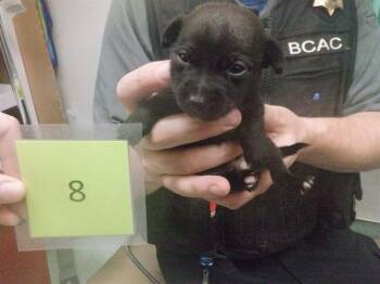 MONTEREY -  Australian Kelpie and Mixed Breed Dog for Adoption in Oroville, California - MONTEREY | PetCurious