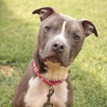Sid -  Mixed Breed Dog for Adoption in Philadelphia, Pennsylvania - Sid | PetCurious