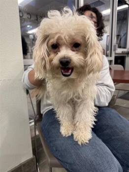 Terrier Dogs Available for Adoption - MACADAMIA | PetCurious