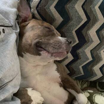 Emily -  American Staffordshire Terrier Dog for Adoption in Pittsburgh, Pennsylvania - Emily | PetCurious