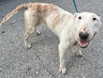 A662348 -  Bull Terrier Dog for Adoption in Houston, Texas - A662348 | PetCurious