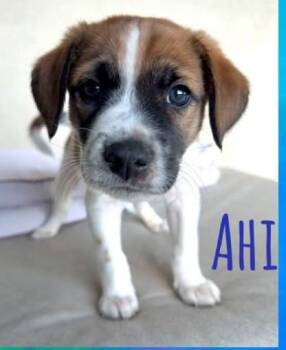 Ahi -  Mixed Breed Dog for Adoption in Chino Valley, Arizona - Ahi | PetCurious
