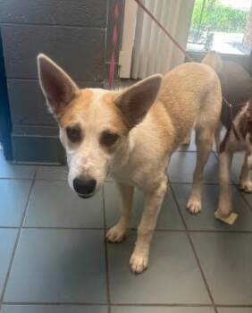 Rescue Mixed Breed Dogs for Adoption in Nashville, Tennessee - Rigatoni | PetCurious