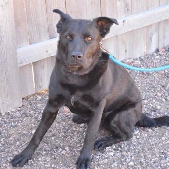 Robby -  Black Labrador Retriever and Mixed Breed Dog for Adoption in Cheyenne, Wyoming - Robby | PetCurious