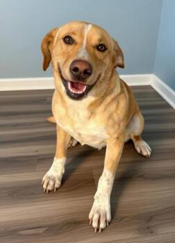 Labrador Retriever and Mixed Breed Dogs Available for Adoption - TJ | PetCurious