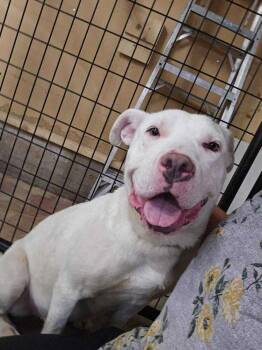 Dove -  Pit Bull Terrier and Mixed Breed Dog for Adoption in Calgary, Alberta - Dove | PetCurious