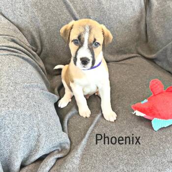 Phoenix -  Mixed Breed Dog for Adoption in Lewisville, Texas - Phoenix | PetCurious