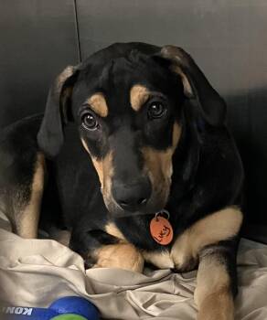 Lucy -  Hound Dog for Adoption in Parma, Ohio - Lucy | PetCurious