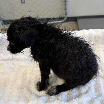 109047 -  Mixed Breed Dog for Adoption in Las Cruces, New Mexico - 109047 | PetCurious