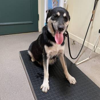 Name Unknown -  German Shepherd Dog and Mixed Breed Dog for Adoption in Pasadena, California - Name Unknown | PetCurious