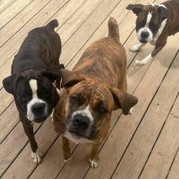 Monkey -  Boxer and Cane Corso Dog for Adoption in Monticello, New York - Monkey | PetCurious