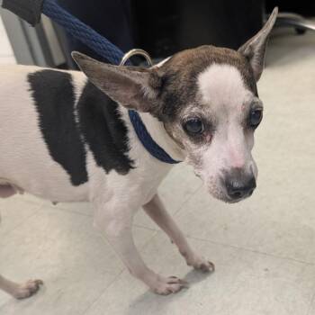 Tiara -  Mixed Breed Dog for Adoption in Philadelphia, Pennsylvania - Tiara | PetCurious