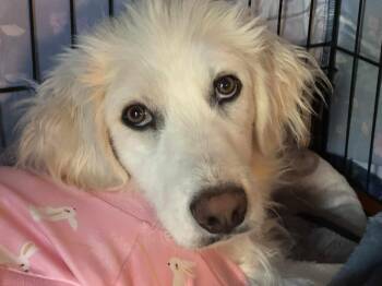 Rescue Great Pyrenees Dogs for Adoption in Kiowa, Oklahoma - Elowen | PetCurious