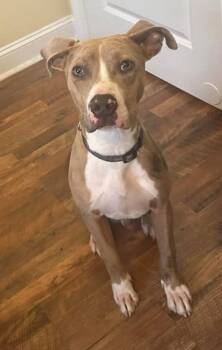 Rescue Pit Bull Terrier and Catahoula Leopard Dog Dogs for Adoption in New Bern, North Carolina - Davenport | PetCurious