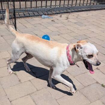 Terrier and Chihuahua Dogs Available for Adoption in Chino Hills, California - Leonard - Chino Hills Location | PetCurious