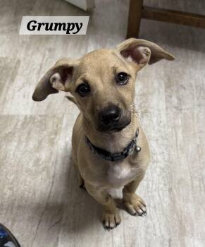 Grumpy -  Chihuahua Dog for Adoption in Urbana, Ohio - Grumpy | PetCurious