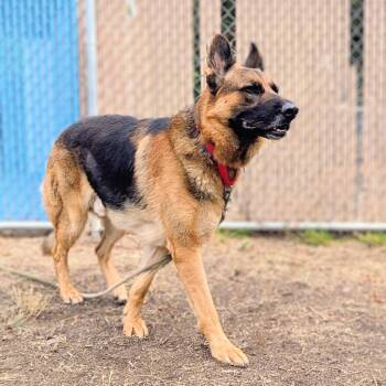 Kuma -  German Shepherd Dog Dog for Adoption in Oakland, California - Kuma | PetCurious