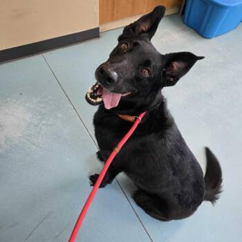 Batman -  German Shepherd Dog Dog for Adoption in Chesapeake, Virginia - Batman | PetCurious
