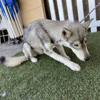 A613641 -  Siberian Husky and Mixed Breed Dog for Adoption in Modesto, California - A613641 | PetCurious