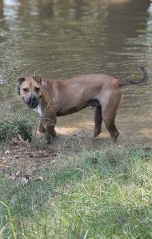 Rescue Pit Bull Terrier Dogs for Adoption in Holly Springs, Mississippi - Moose | PetCurious