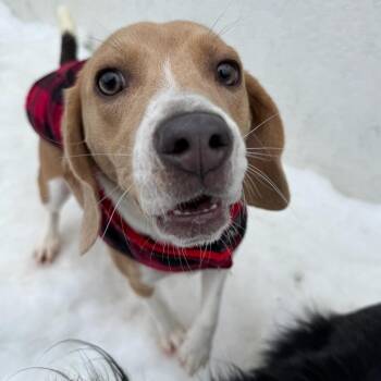 Beagle Dogs Available for Adoption - Suki | PetCurious